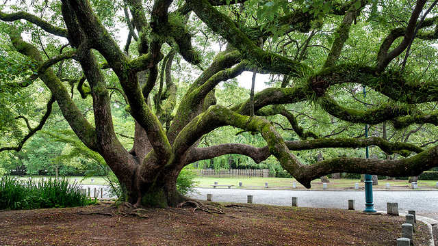 tree cover